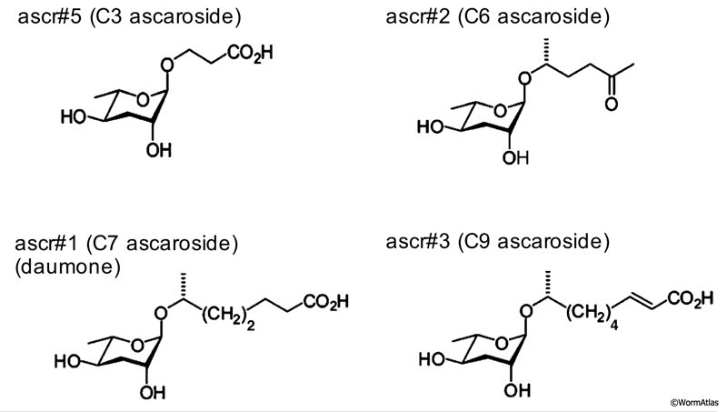 DNeuroRegFIG 2: Dominant ascarosides detected in C. elegans dauer-inducing pheromones.